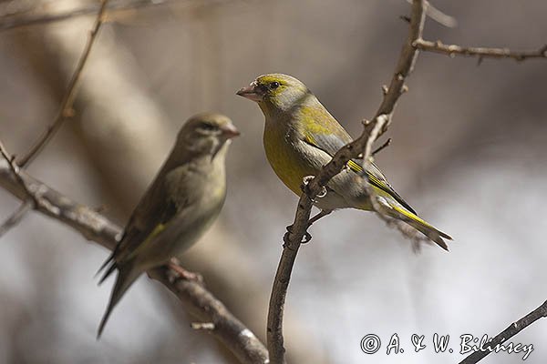 Dzwoniec Carduelis chloris