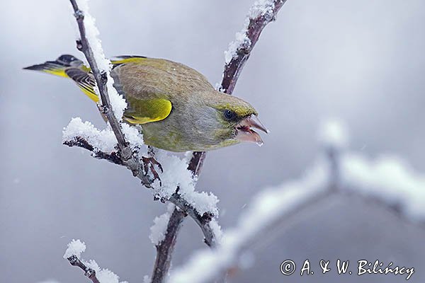 Dzwoniec, Carduelis chloris