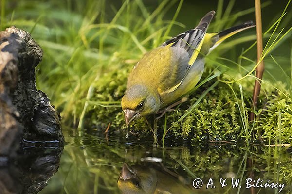 Dzwoniec Carduelis chloris