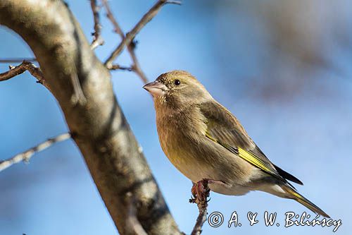 dzwoniec Carduelis chloris