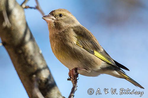 dzwoniec Carduelis chloris