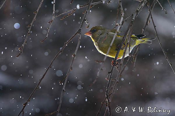 dzwoniec Carduelis chloris