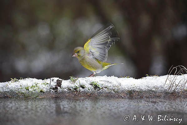 Dzwoniec, Carduelis chloris