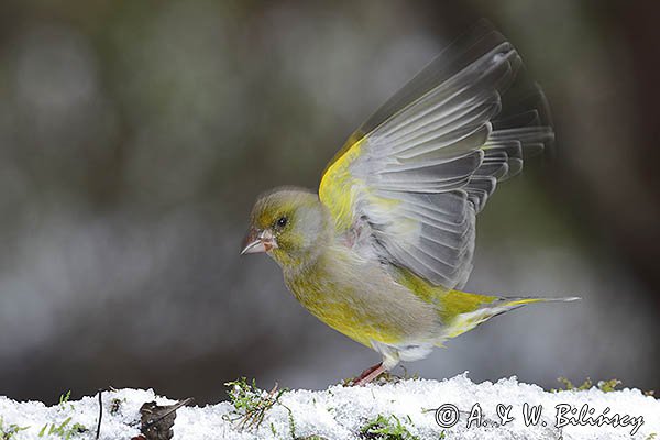 Dzwoniec, Carduelis chloris