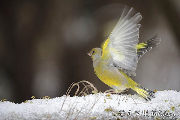 Dzwoniec, Carduelis chloris