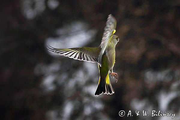 dzwoniec Carduelis chloris