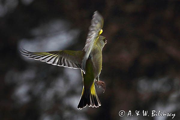 dzwoniec Carduelis chloris