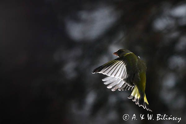 dzwoniec Carduelis chloris