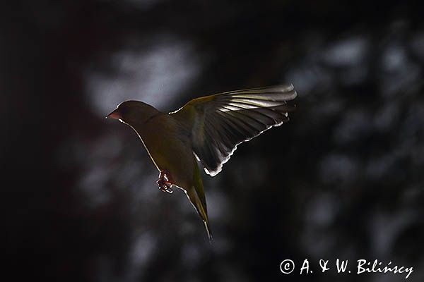 dzwoniec Carduelis chloris