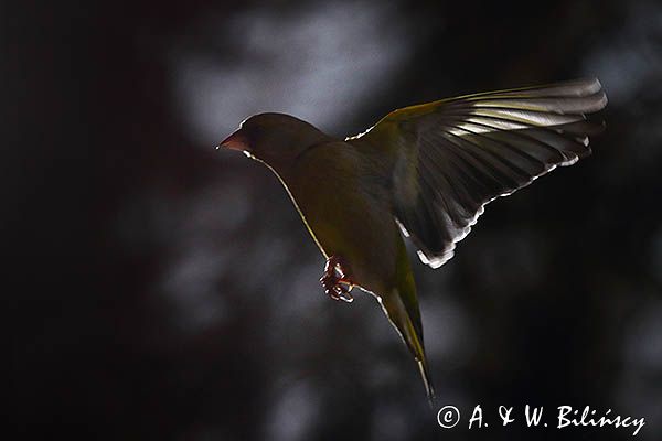 dzwoniec Carduelis chloris