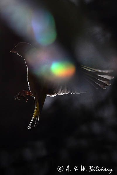 dzwoniec Carduelis chloris