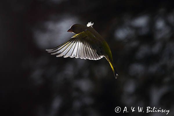 dzwoniec Carduelis chloris