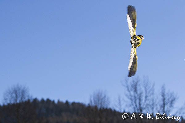 dzwoniec Carduelis chloris