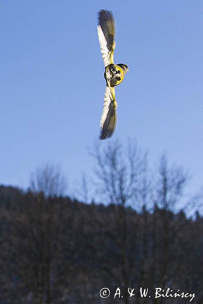 dzwoniec Carduelis chloris