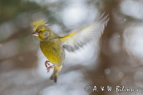 dzwoniec Carduelis chloris