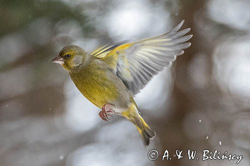 dzwoniec Carduelis chloris