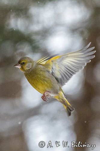 dzwoniec Carduelis chloris