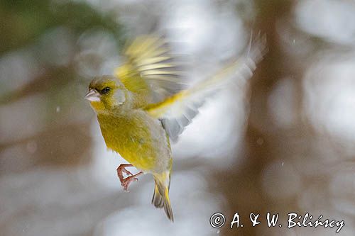 dzwoniec Carduelis chloris