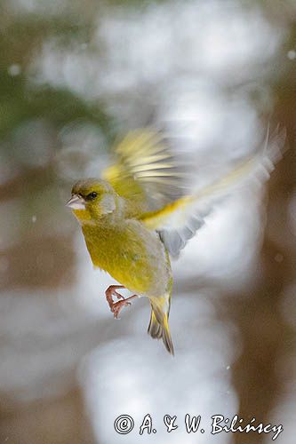 dzwoniec Carduelis chloris