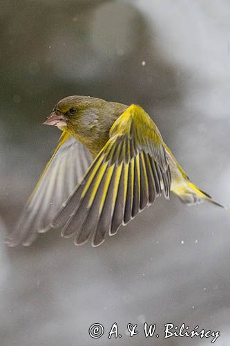 dzwoniec Carduelis chloris