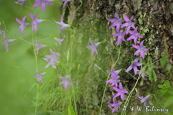 Dzwonek rozpierzchły, Campanula patula