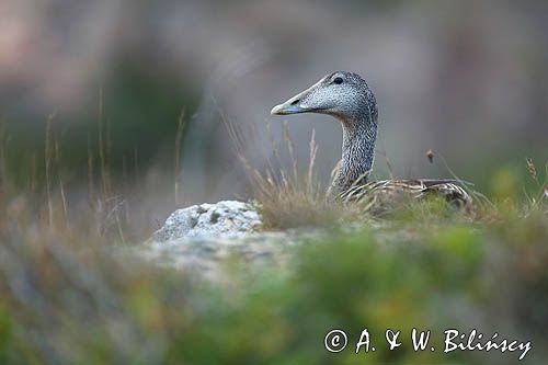 Edredon, Somateria mollissima, samica