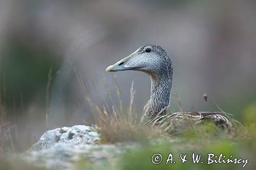 Edredon, Somateria mollissima, samica