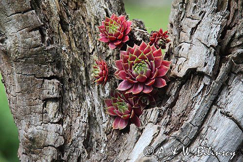 Rojnik, Sempervivum L, Endelave, wyspa, Kattegat, Dania