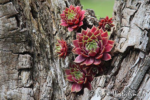 Rojnik, Sempervivum L, Endelave, wyspa, Kattegat, Dania