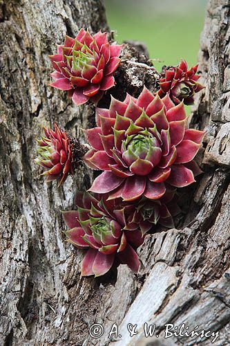 Rojnik, Sempervivum L, Endelave, wyspa, Kattegat, Dania