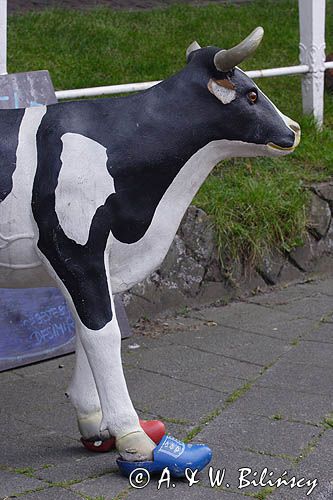 krowa w sabotach w Enkhuizen, Holandia