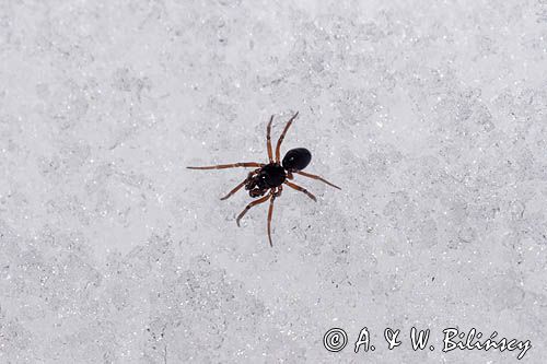 fauna naśnieżna, pająk Plądrownik osobliwy Walckenaeria acuminata