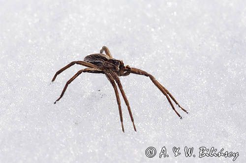 fauna naśnieżna, pająk darownik przedziwny /pająk namiotnik/ Pisaura mirabilis