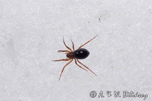 fauna naśnieżna, pająk Plądrownik osobliwy Walckenaeria acuminata samica