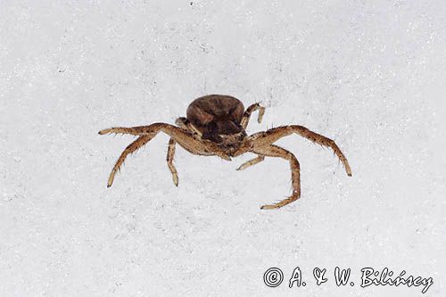 fauna naśnieżna, pająk bokochód Xysticus cristatus
