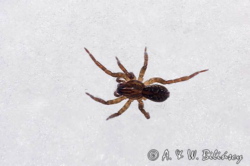 fauna naśnieżna, pająk krzeczek naziemnik Trochosa terricola