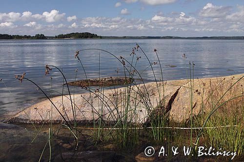 wyspa Karjaluoto, szkiery Turku, Finlandia, oczeret jeziorny, Scripus lacustris Karjaluoto Island, Finland, Common Clubrush, Scripus lacustris