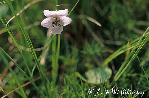 fiołek błotny Viola palustris