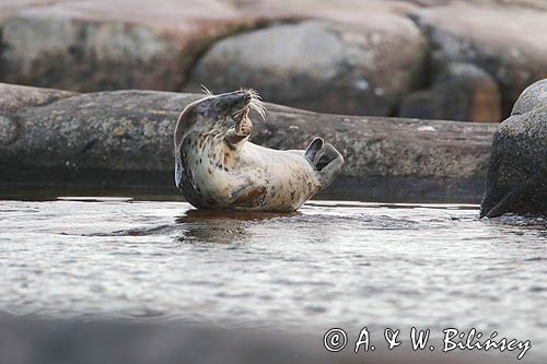 Foki w Bałtyku, Foka szara, Halichoerus grypus, szarytka morska
