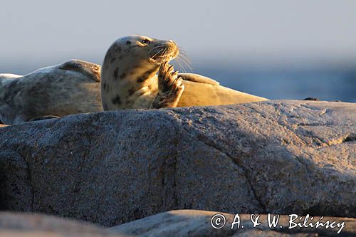 Foka szara, fot A&W Bilińscy, grey seal Photo bank
