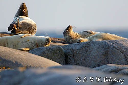 Foki w Bałtyku, Foka szara, Halichoerus grypus, szarytka morska