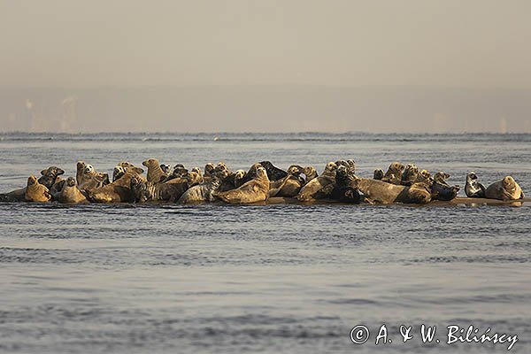 Szarytka morska, foka szara, Halichoerus grypus