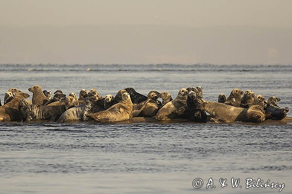 Szarytka morska, foka szara, Halichoerus grypus