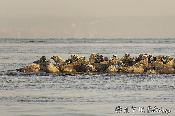 Szarytka morska, foka szara, Halichoerus grypus