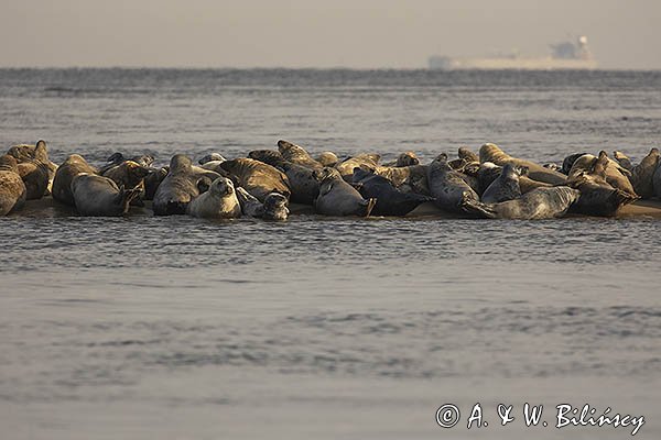 Szarytka morska, foka szara, Halichoerus grypus