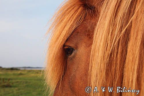Koń, kucyk na wyspie Fur, Limfjord, Jutlandia, Dania