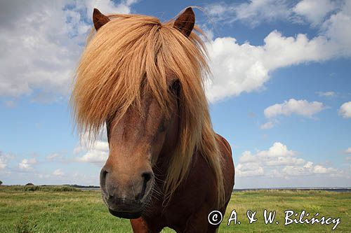 Koń, kucyk na wyspie Fur, Limfjord, Jutlandia, Dania