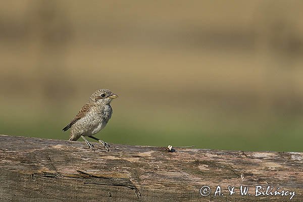 Gąsiorek, dzierzba gąsiorek, Lanius collurio, młodociany