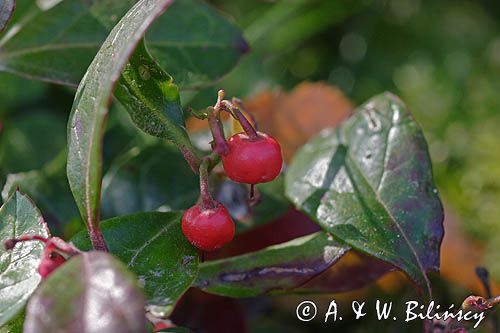 Gaulteria płożąca Procumbens Gaultheria Procumbens) . owoce