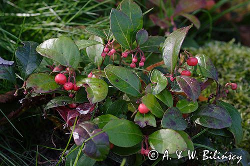 Gaulteria płożąca Procumbens Gaultheria Procumbens) . owoce